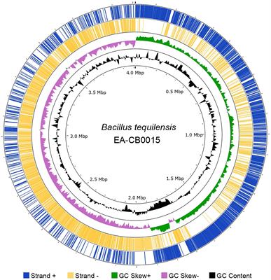 The genome of Bacillus tequilensis EA-CB0015 sheds light into its epiphytic lifestyle and potential as a biocontrol agent